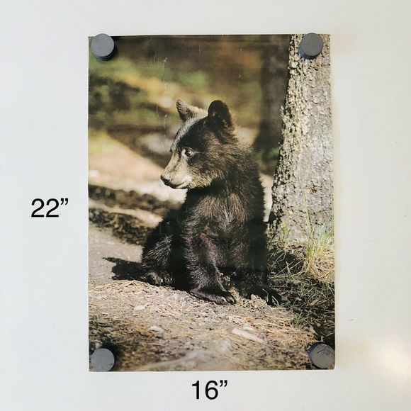 VTG 1978 Stuart Cassidy Poster #18 Black Bear Cub - Picture 1 of 5